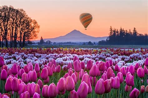 Woodburn tulip festival - The festival attracts 100,000 people every year. With 40 acres of tulip fields, vineyards, and a few muddy puddles, located in Woodburn in the middle of Willamette Valley, The Wooden Shoe Tulip Festival welcomes visitors from late March through late Apri. It offers fresh flowers, snacks photo ops and lots of fun.